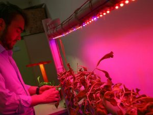 Öğrenciler tarımda LED kullandı verimi artırdı