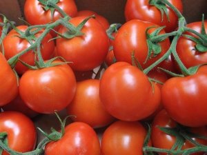 'Rusya ve Türkiye domates ithalatını görüşecek'