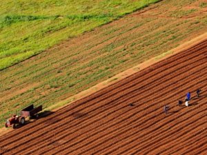 Türkiye'nin gözü Sudan'daki tarım arazilerinde