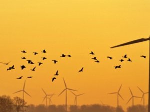 Rüzgar santrallerine 'kuş' düzenlemesi