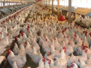 Tavuk eti yüzde 20 zamlandı