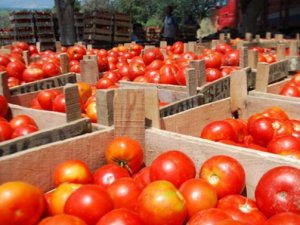 Domates ihracatçılarının gözü 15 Ekim'de