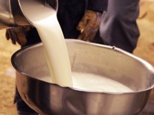 Ekimde toplanan süt miktarı yüzde 3.5 arttı