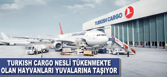 Turkish Cargo nesli tükenmekte olan hayvanları yuvalarına taşıyor
