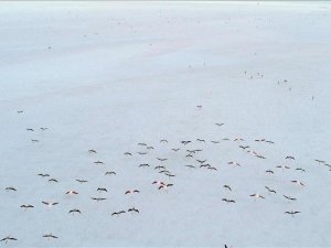'Tuz Gölü'ndeki flamingo ölümleri doğal seleksiyona bağlı'