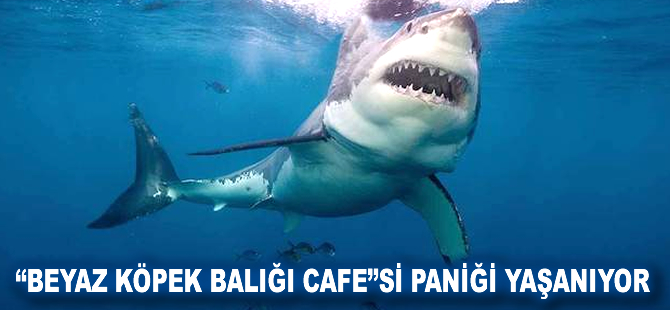 "Beyaz Köpek Balığı Cafe"si paniği yaşanıyor