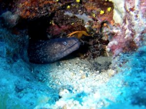 İnönü Vapuru deniz canlılarının yuvası oldu