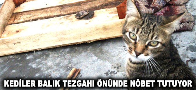 Kediler balık tezgahı önünde nöbet tutuyor
