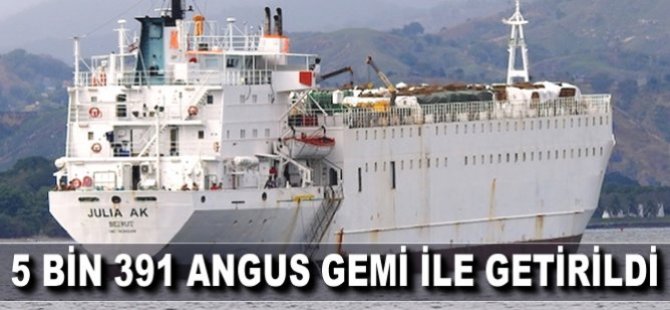 JULIA AK ile 5 bin 391 angus cinsi büyükbaş İzmir'e getirildi