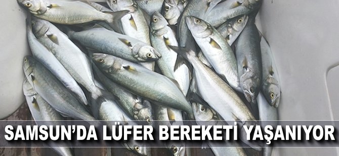 Samsun'da lüfer bereketi yaşanıyor