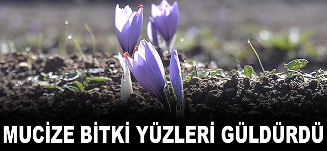 Mucize bitki yüzleri güldürdü