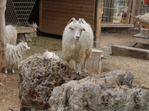 Tiftik keçileri ekonomiye can katıyor
