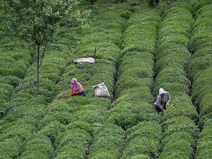 "Karadeniz en avantajlı lokasyon"