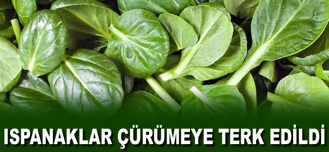 Ispanaklar çürümeye terk edildi