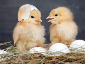 1 milyar Dolarlık Tavuk ve Yumurta ihracatı