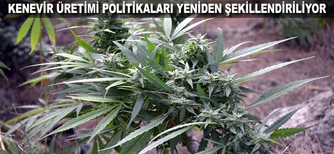 Kenevir üretimi politikaları yeniden şekillendiriliyor