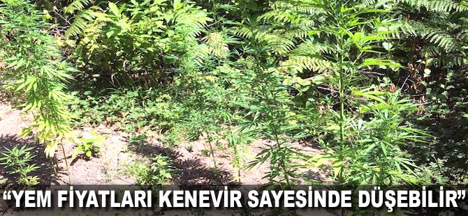 "Yem fiyatları Kenevir sayesinde düşebilir"