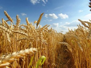 "Üretilen buğday ihtiyacımızı karşılamaya yetiyor"