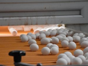 Yumurta üreticileri Afrika pazarı için lojistik desteği bekliyor