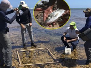 Brezilya'daki petrol sızıntısı deniz canlılarını tehdit ediyor