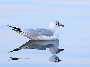 Nesli tehlike altındaki kuşların uğrak mekanı: Sapanca Gölü