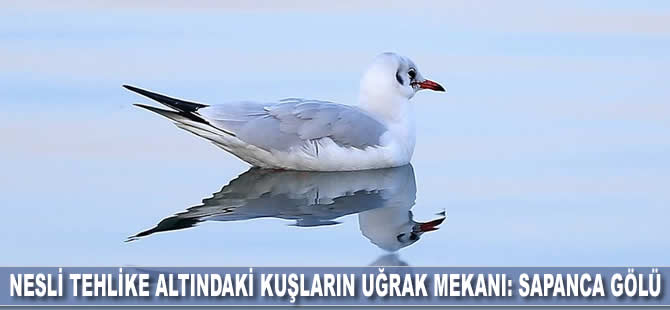 Nesli tehlike altındaki kuşların uğrak mekanı: Sapanca Gölü