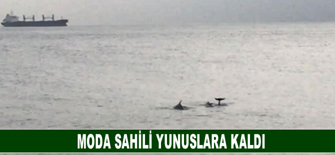 Moda Sahili yunuslara kaldı