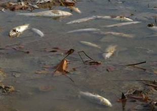 Kağıthane Deresi'nde toplu balık ölümleri