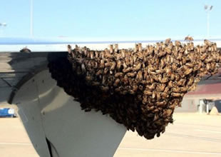 Delta Havayolları'nda arı kalkışı engelledi