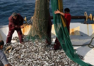 Marmara'da algarna avcılığı yasaklanacak