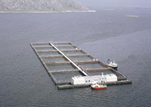 Larnaka'da balık çiftliğine gemi çarptı