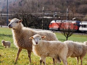 İsviçre Federal Demiryolları yeni demiryolu personelinin maaşı çimle ödeyecek