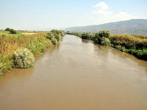 Büyük Menderes'ten zehir akıyor