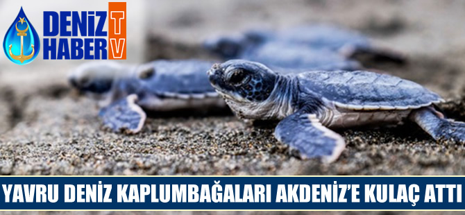 Yavru Deniz Kaplumbağaları Akdeniz'e kulaç attı