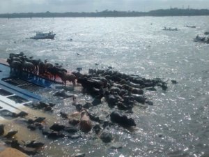 Bacarena'da hayvan taşıyan gemi battı, 5 bin hayvan telef oldu