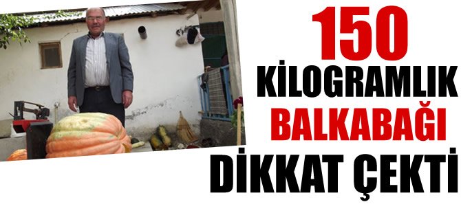 150 Kilogramlık Balkabağı dikkat çekti