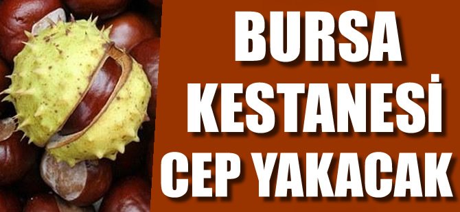 Bursa kestanesi cep yakacak