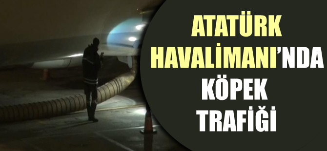 Atatürk Havalimanı pistinde köpek trafiği