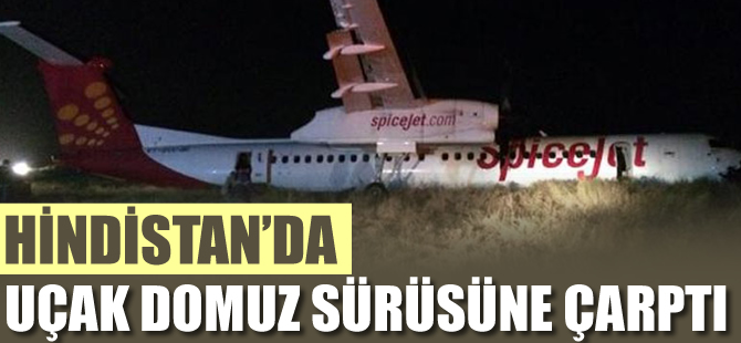 Hindistan'da uçak inişte domuz sürüsüne çarptı