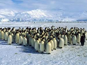 Antarktika’daki ekosistem ciddi tehdit altında