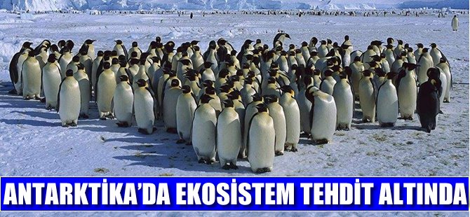 Antarktika’daki ekosistem ciddi tehdit altında