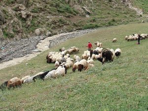 FETÖ'den 'destek primi' sahtekarlığı