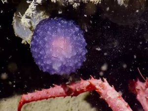 Deniz tabanında gizemli bir 'mor top' bulundu