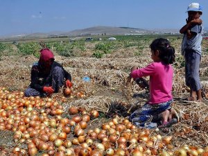 Soğan üreticisinin umudu ihracatta