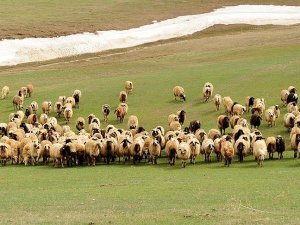 'El birliğiyle hayvan açığımızı ortadan kaldıralım'