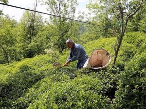 Türk çayı 85 ülkeye satıldı