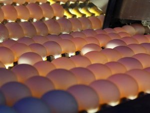 Tavuk eti üretimi azaldı yumurta üretimi arttı