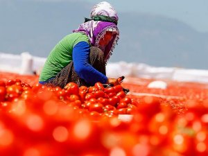 TZOB Genel Başkanı Bayraktar: Domatesin ekonomiye katkısı 12,7 milyar lira