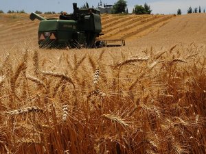 Buğdaydaki 'tarım ilacı' tartışmalarına açıklama