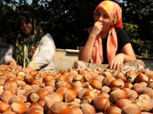 Fındık üreticisine sekiz yılda 6 milyar lira destek